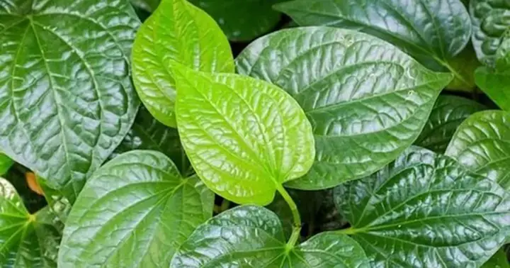 Cách Nấu Cao Lá Lốt