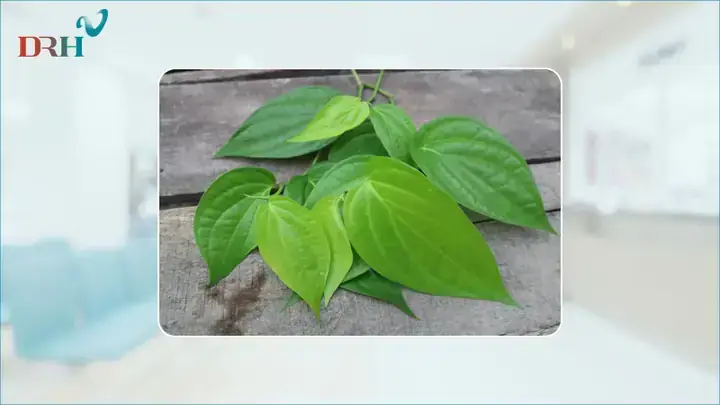 Cách Nấu Cao Lá Trầu Không