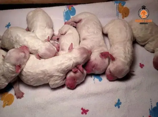 Cách Nấu Cháo Loãng Cho Chó Con Cách Nấu Cháo Loãng Cho Chó Con