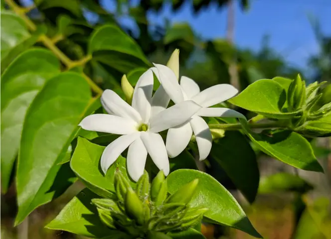 Cách Nấu Chè Vằng Giảm Cân