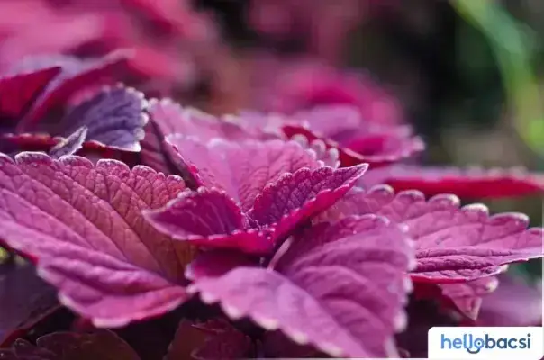 Cách Nấu Nước Lá Tía Tô Cho Bà Đẻ