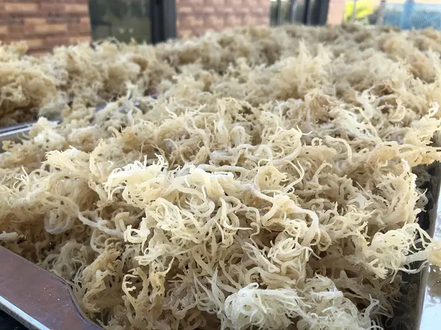Cách Nấu Rong Sụn Khô