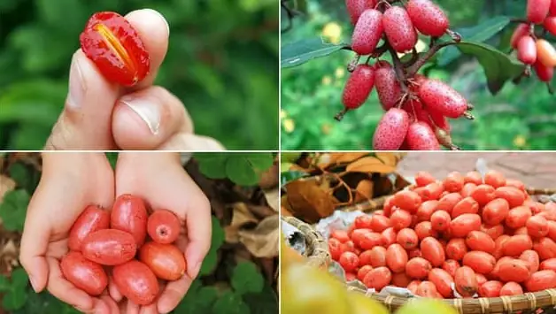 Cách Ngâm Quả Nhót Với Đường