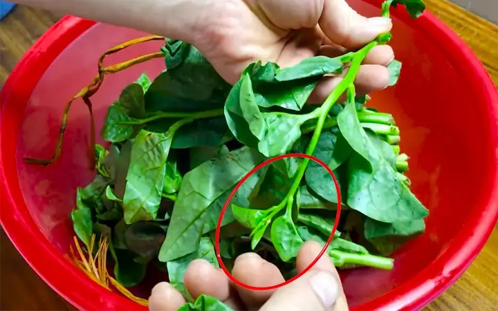 Cách Nhặt Rau Mồng Tơi Nấu Canh