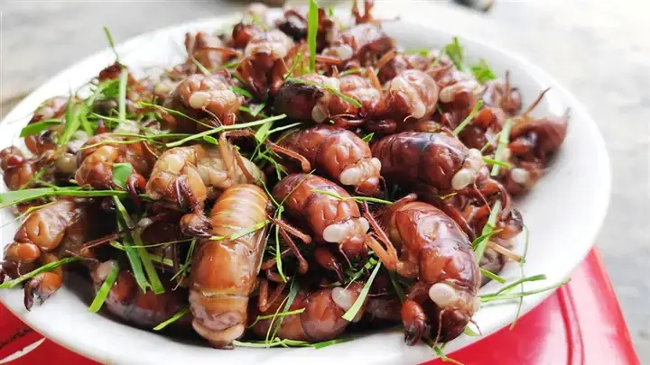 Cách Rang Ve Sầu Ngon