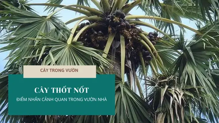Chế Biến Quả Thốt Nốt