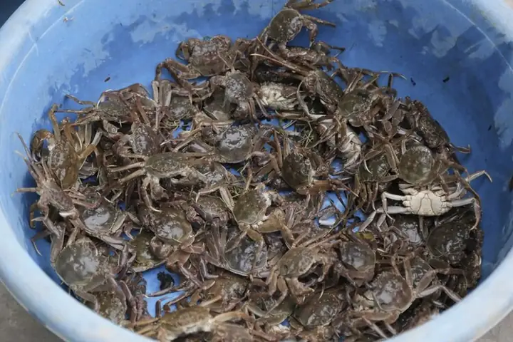 Con Rạm Là Con Gì