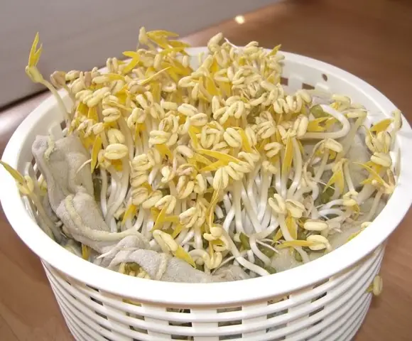Công Thức Làm Giá Đỗ