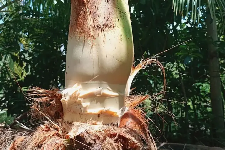Củ Hủ Dừa Là Gì
