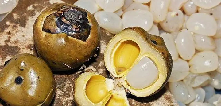 Hạt Đác Ăn Như Thế Nào
