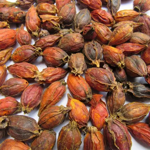 Hạt Dành Dành Là Gì