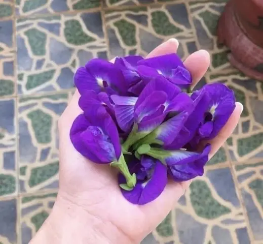 Hoa Đậu Biếc Tươi Làm Gì