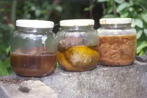 How To Make Noni Juice At Home