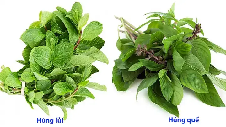 Húng Quế Và Húng Chó