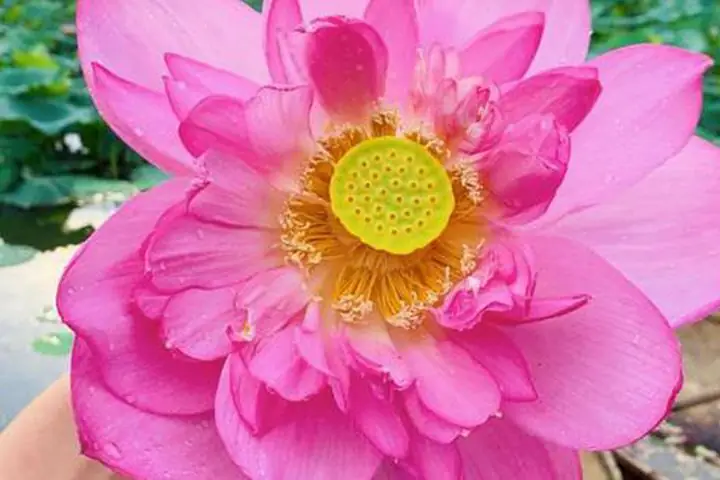 Làm Gì Với Cánh Hoa Sen