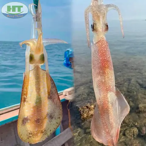 Mực Ống Và Mực Lá