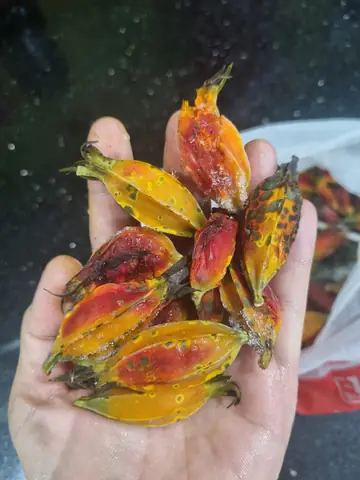 Nấu Xôi Với Quả Dành Dành