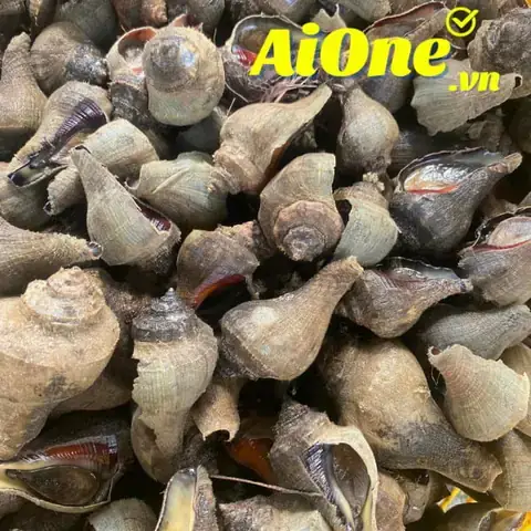 Ốc Búa Làm Gì Ngon