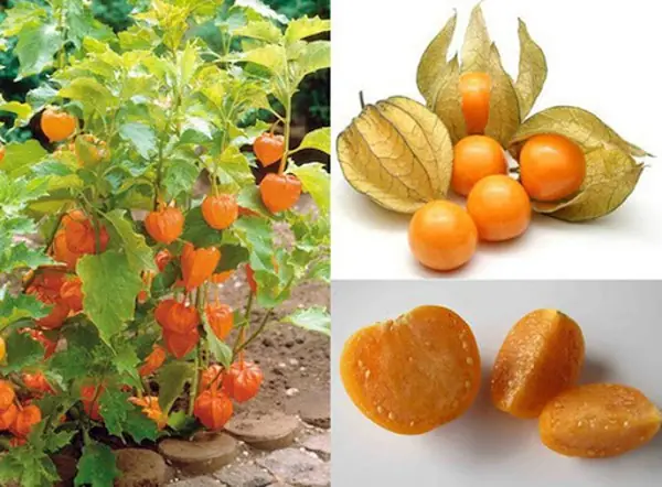 Quả Tầm Bóp Ăn Như The Nào