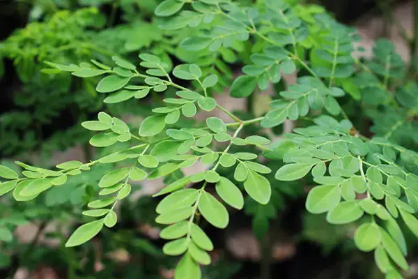 Rau Chùm Ngây Nấu Với Trứng Gà