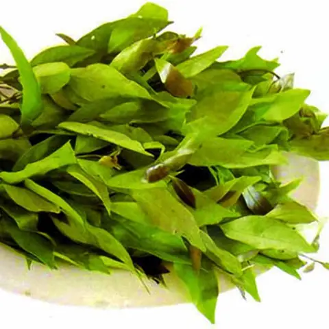 Rau Nhíp Rừng Nấu Món Gì