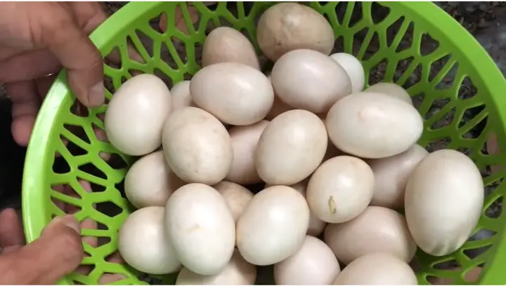 Trứng Ngan Có Tác Dụng Gì